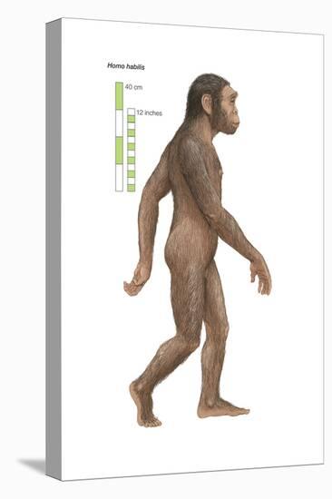 Homo Habilis, Evolution-Encyclopaedia Britannica-Stretched Canvas