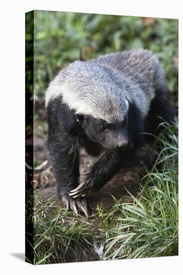 Honey Badger Or Ratel, Mellivora Capensis, Captive, Native To Africa-Ann & Steve Toon-Premier Image Canvas