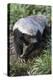 Honey Badger Or Ratel, Mellivora Capensis, Captive, Native To Africa-Ann & Steve Toon-Premier Image Canvas
