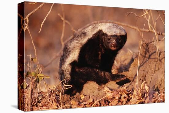 Honey Badger-null-Premier Image Canvas