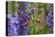 Honey Bee Collecting Nectar, Apis Mellifera, Kentucky-Adam Jones-Premier Image Canvas