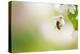 Honey Bee Enjoying Blossoming Cherry Tree On A Lovely Spring Day-l i g h t p o e t-Premier Image Canvas