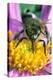 Honey Bee on a Michaelmas Daisy-Dr^ Jeremy-Premier Image Canvas