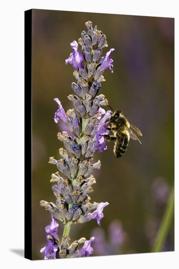 Honey Bee Pollinating Flowers-Bob Gibbons-Premier Image Canvas