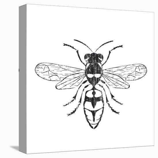 Honey Bee-Clara Wells-Stretched Canvas