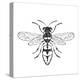 Honey Bee-Clara Wells-Stretched Canvas