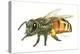 Honey Bee-Tim Knepp-Premier Image Canvas