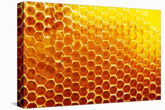 Honey Beehive-val lawless-Premier Image Canvas