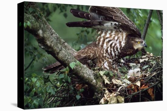 Honey Buzzard at Nest, with Chicks-null-Premier Image Canvas