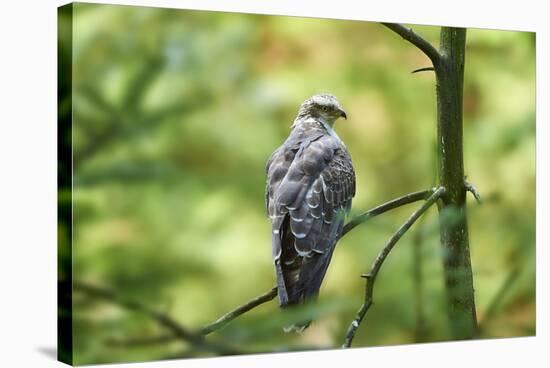 honey buzzard, Pernis apivorus, branch, wood, sidewise, sit-David & Micha Sheldon-Stretched Canvas