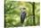 honey buzzard, Pernis apivorus, branch, wood, sidewise, sit-David & Micha Sheldon-Stretched Canvas