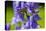 Honeybee flying to Bluebell flowers, Wales, UK-Phil Savoie-Premier Image Canvas