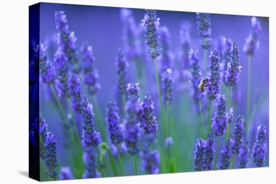 Honeybee visiting Lavender in lavender fields, France-Juan Carlos Munoz-Premier Image Canvas