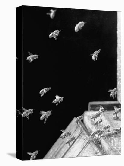 Honeybees Laden with Nectar and Pollen Returning to the Hive-Wallace Kirkland-Premier Image Canvas