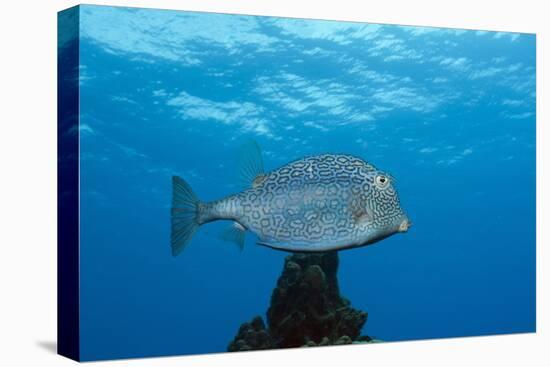 Honeycomb Cowfish (Lactophrys Polygonia), Cozumel, Caribbean Sea, Mexico-Reinhard Dirscherl-Premier Image Canvas