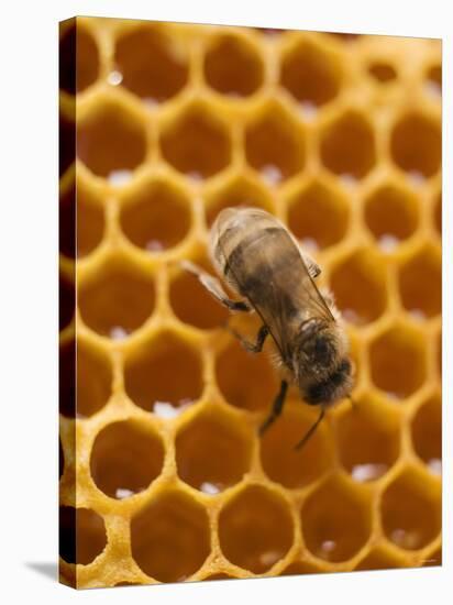 Honeycomb with Bee-null-Premier Image Canvas