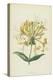 Honeysuckle (Chromolitho)-Frederick Edward Hulme-Premier Image Canvas