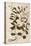 Honeysuckle (Lonicera Periclymenum) by Leonhart Fuchs from De Historia Stirpium Commentarii Insigne-null-Premier Image Canvas