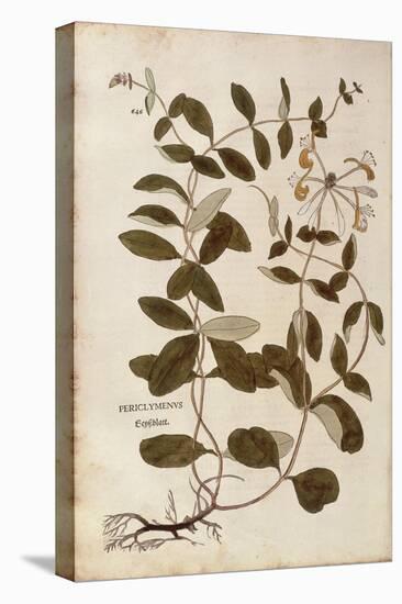 Honeysuckle (Lonicera Periclymenum) by Leonhart Fuchs from De Historia Stirpium Commentarii Insigne-null-Premier Image Canvas