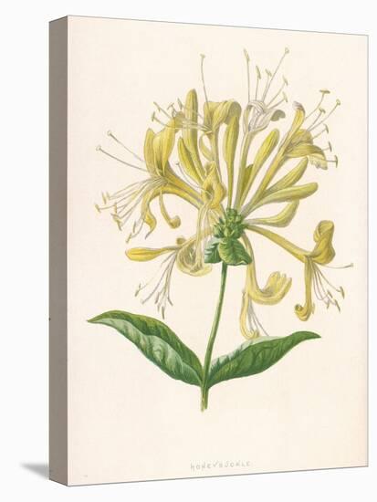 Honeysuckle-F. Edward Hulme-Premier Image Canvas