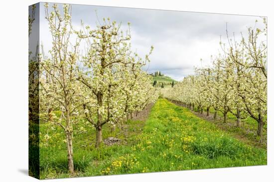 Hood River, Oregon, USA. Apple orchard in blossom in the Fruit Loop area-Janet Horton-Premier Image Canvas