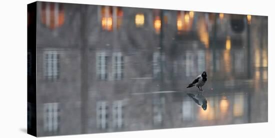 Hooded crow standing on water-covered ice, Helsinki, Finland-Markus Varesvuo-Premier Image Canvas