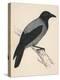Hooded Crow-null-Stretched Canvas