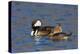 Hooded Merganser pair-Ken Archer-Premier Image Canvas