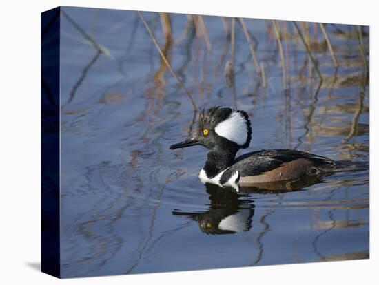 Hooded Merganser, Viera Wetlands, Florida, Usa-Maresa Pryor-Premier Image Canvas