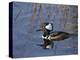 Hooded Merganser, Viera Wetlands, Florida, Usa-Maresa Pryor-Premier Image Canvas