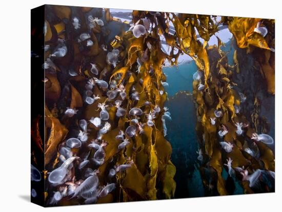 Hooded nudibranchs clinging to Bull Kelp, BC, Canada-David Hall-Premier Image Canvas