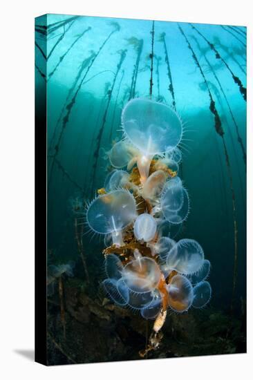 Hooded Nudibranchs (Melibe Leonina) Filter Feeding Beneath Bull Kelp-Alex Mustard-Premier Image Canvas