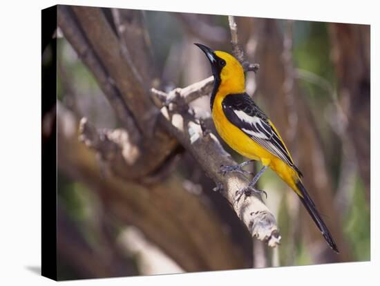 Hooded Oriole on Branch-DLILLC-Premier Image Canvas