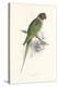 Hooded Parakeet-Edward Lear-Stretched Canvas