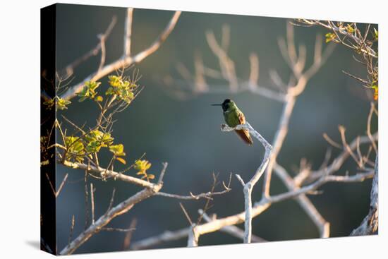 Hooded Visorbearer Hummingbird Resting on a Branch in Chapada Diamantina-Alex Saberi-Premier Image Canvas