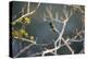 Hooded Visorbearer Hummingbird Resting on a Branch in Chapada Diamantina-Alex Saberi-Premier Image Canvas