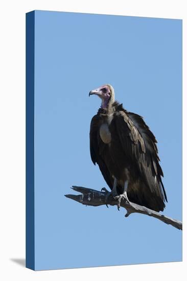 Hooded vulture (Necrosyrtes monachus), Khwai Conservation Area, Okavango Delta, Botswana, Africa-Sergio Pitamitz-Premier Image Canvas