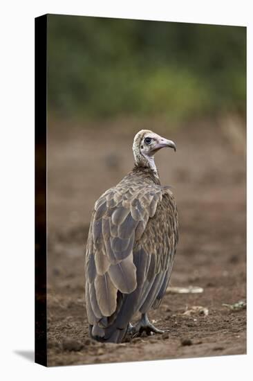 Hooded Vulture (Necrosyrtes Monachus), Kruger National Park, South Africa, Africa-James Hager-Premier Image Canvas