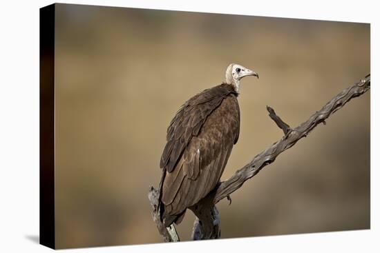 Hooded vulture (Necrosyrtes monachus), Selous Game Reserve, Tanzania, East Africa, Africa-James Hager-Premier Image Canvas