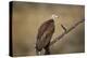 Hooded vulture (Necrosyrtes monachus), Selous Game Reserve, Tanzania, East Africa, Africa-James Hager-Premier Image Canvas