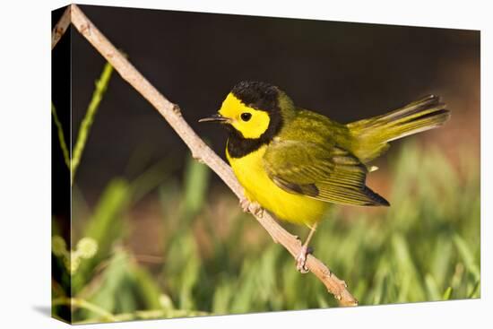 Hooded Warbler, spring migration in South Padre Island, Texas on the Gulf of Mexico-Larry Ditto-Premier Image Canvas