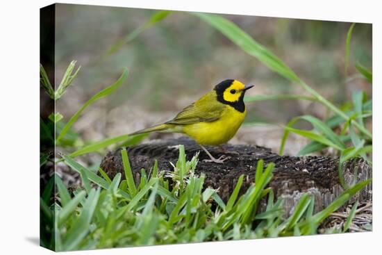Hooded Warbler (Wilsonia citrina) perched-Larry Ditto-Premier Image Canvas