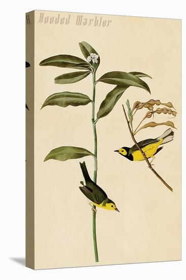 Hooded Warbler-John James Audubon-Stretched Canvas