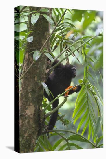 Hoolock Gibbon (Hoolock Leuconedys)Feeding-Dong Lei-Premier Image Canvas