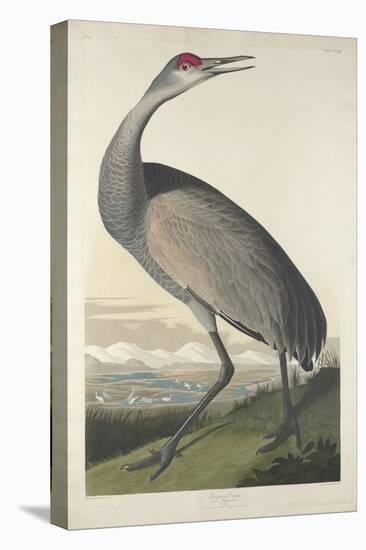 Hooping Crane, 1835-John James Audubon-Premier Image Canvas