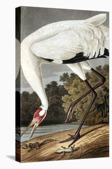 Hooping Crane, Grus Americana, from the Birds of America by John J. Audubon, Pub. 1827-38 (Hand Col-John James Audubon-Premier Image Canvas