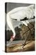 Hooping Crane, Grus Americana, from the Birds of America by John J. Audubon, Pub. 1827-38 (Hand Col-John James Audubon-Premier Image Canvas