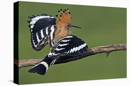 Hoopoe (Upupa Epops) Landing on Branch, Hortobagy Np, Hungary-Varesvuo-Premier Image Canvas