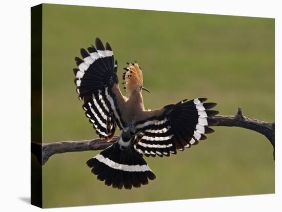 Hoopoe (Upupa Epops) Landing on Branch, Rear View with Wings Open, Hortobagy Np, Hungary, May 2008-Varesvuo-Premier Image Canvas