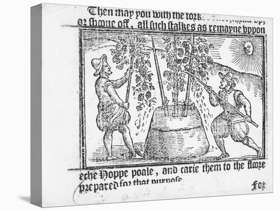 Hop Cultivation, from 'Vade Mecum, a Perfite Platform of a Hoppe Garden' by Reynolde Scot, 1576-English-Premier Image Canvas